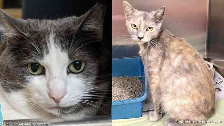Furry Tails: Justice & Gypsy Are Waiting For Forever Homes