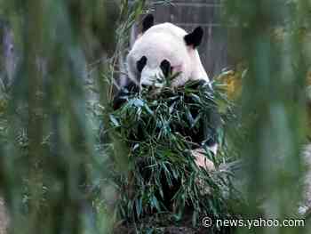 Mei Xiang, the National Zoo's female giant panda, is very pregnant and her cub could come as soon as this weekend