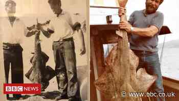 'Save the angel shark' plan launched by Natural Resources Wales - BBC News