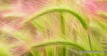 ‘They’re like fish hooks’: dangerous foxtail plant hospitalizing dogs - Global News