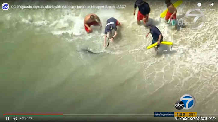VIDEO: Newport Beach lifeguards pull a shark from the water