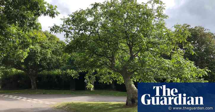 Country diary: how wayside walnuts grew to benefit the community