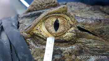 Human, Bird and Reptile Tears Aren’t So Different – Critical to Healthy Eyesight Across Species