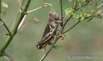 Scientists Have Been Warning About an “Insect Apocalypse” for Years – Not So Fast