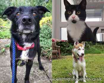 6 Warrington animals that need to be rehomed