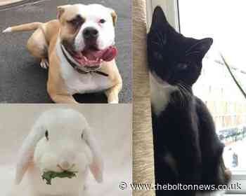 Pets that need to be rehomed near Bolton