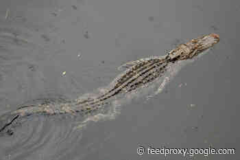 Alligators May Be Able to Survive Venomous Snake Bites