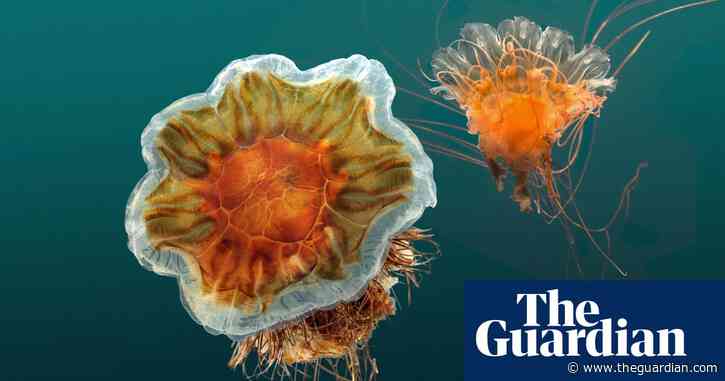 Jellyfish bloom reports soar from Cornwall to the Outer Hebrides