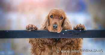 Girls foil dog thieves by removing secret signs