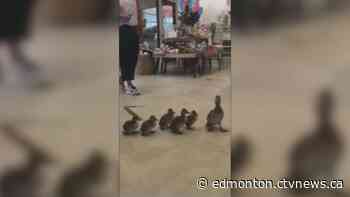 Ducklings rescued after wandering into Edmonton flower shop - CTV News Edmonton