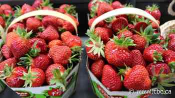 Gardening guru explains how to grow strawberries, raspberries in Edmonton - CBC.ca