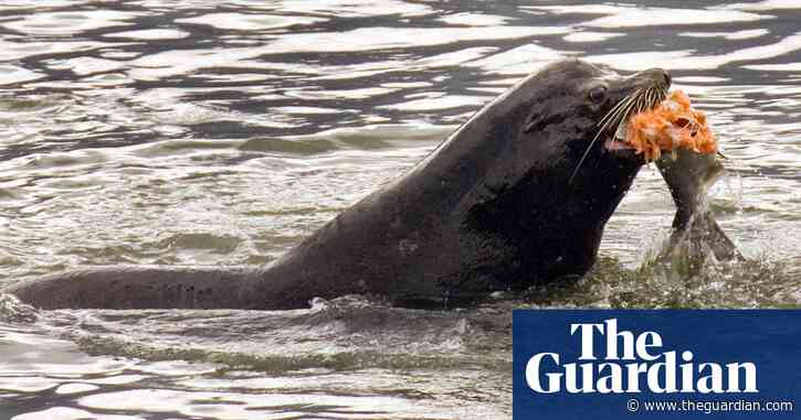 US allows killing of hundreds of sea lions to save struggling salmon