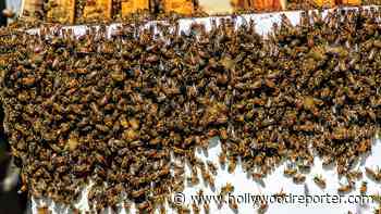 Amid Pandemic, Chris Hemsworth, Sophia Bush and More Turn to Beekeeping: "It's the Most Calming Experience" - Hollywood Reporter