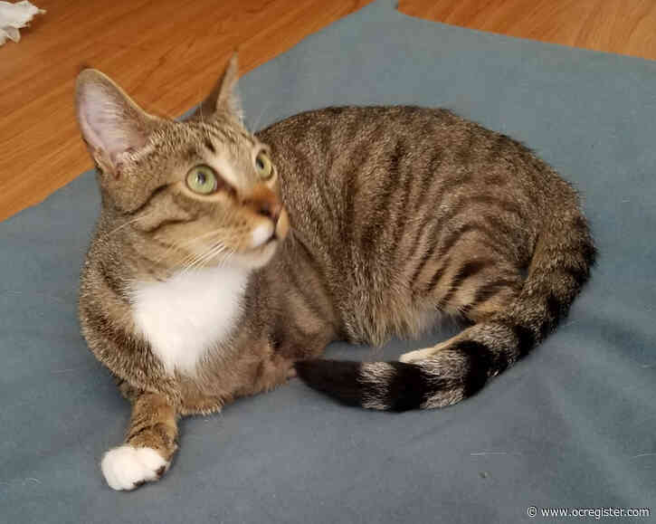 Tabby cat Benji is a special guy