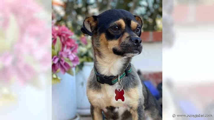 Chihuahua-pug mix Little Tony is a super-sweet guy