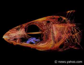 A parasite feasts on a fish's tongue until it's gone. Don't worry, humans can't get it.