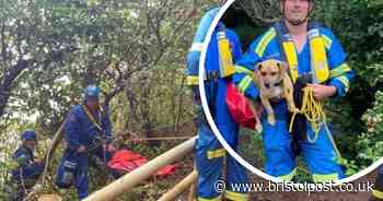 Dog stranded on cliff edge after fall chasing a ball