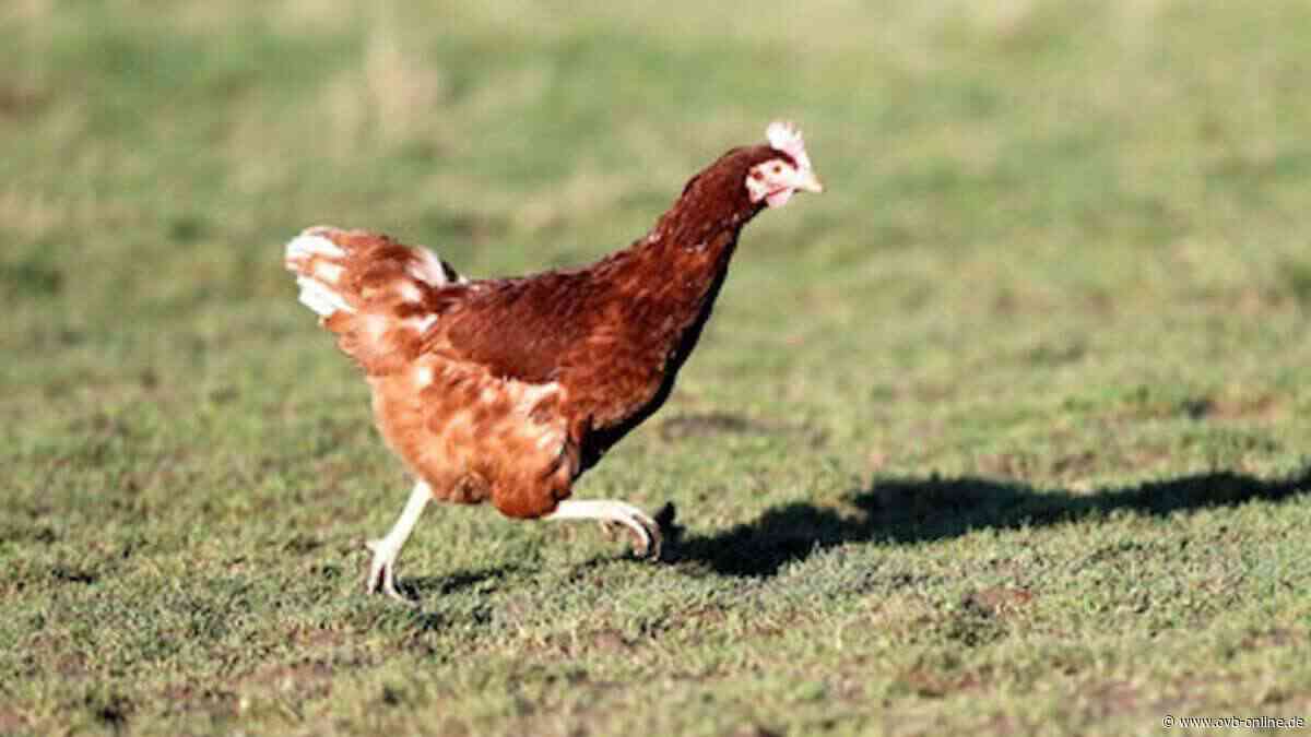 Soyen: Polizei fahndet nach nächtlichem Hühnerdiebstahl in Soyen bei Wasserburg - Oberbayerisches Volksblatt