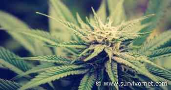 Is Medical Marijuana Right for People With Lung Cancer? Here’s What the Experts Say - SurvivorNet