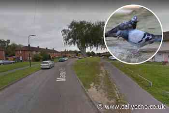 Pigeon shot and killed with sling-shot by youths in Southampton - Daily Echo