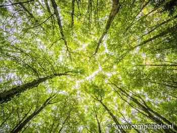 Insight plant bomen tegen klimaatverandering