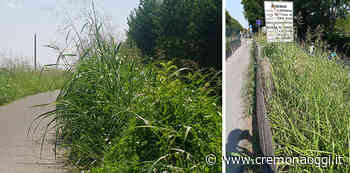 Degrado in città: erba alta e incolta lungo le ciclabili del Bosco, del Maristella e di Largo Moreni - Cremonaoggi
