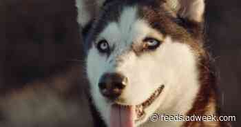 2 Boutique Shop PSA Campaigns Have Gone to the Dogs