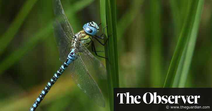 Here be dragonflies, thriving in Britain as never before