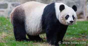 National Zoo's giant panda Mei Xiang may be pregnant — see her ultrasound!