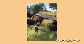 Woman tossed out of her jeans after being charged by bison