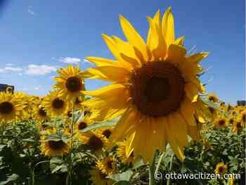 Weather: Starting out sunny; chance of showers in the afternoon
