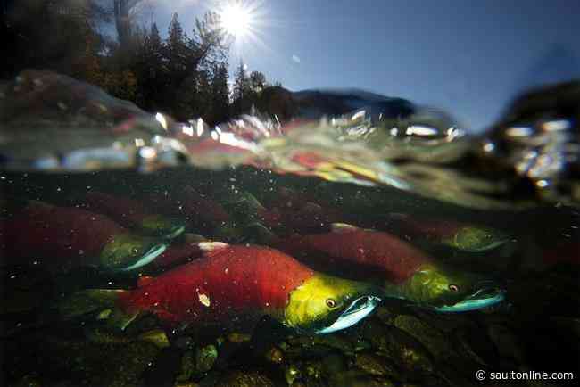 Five B.C. First Nations say salmon decision shows systemic racism at DFO