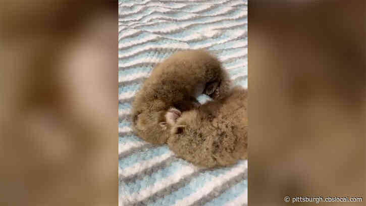 Pennsylvania Zoo Welcomes Two Critically Endangered Red Panda Cubs