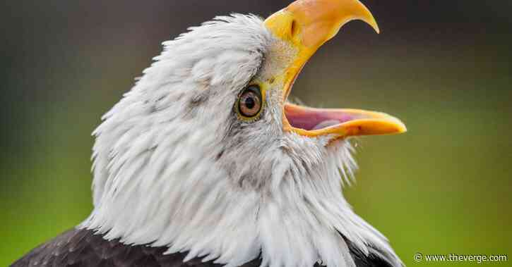 Bald eagle takes out EGLE’s drone because it’s 2020 and irony is dead