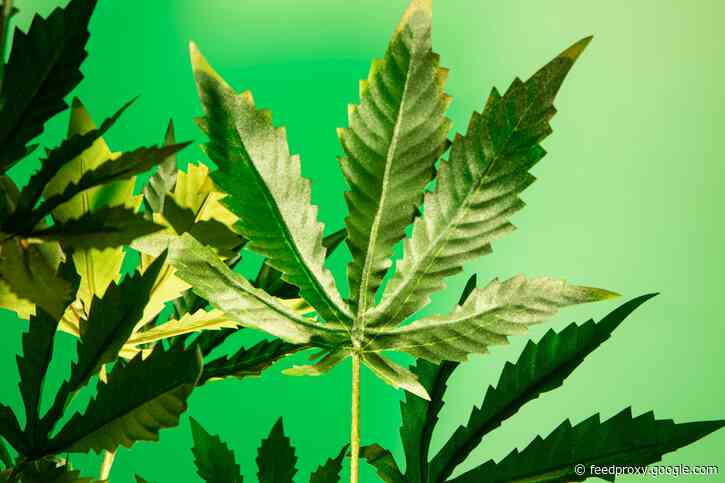 CULTIVATED: 7 cannabis stocks to bet on for a Biden win — Fyllo's $26 million pitch deck — Canopy CEO says he's bullish