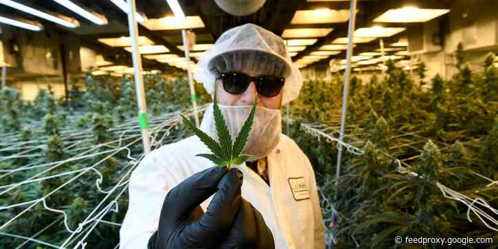Top Wall Street analysts say these are the 7 cannabis stocks to bet on now that will benefit investors if Biden defeats Trump in November