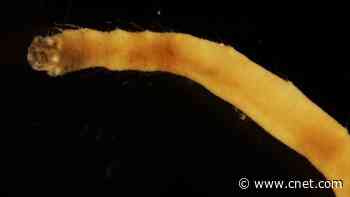 New species of sea worm found in the southern ocean     - CNET