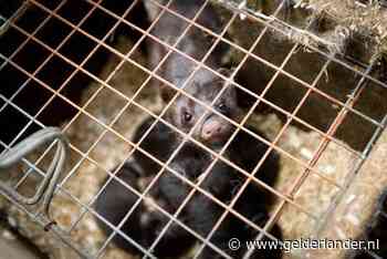 Ook corona op nertsenfarm in Ottersum; nu al 33 bedrijven geruimd