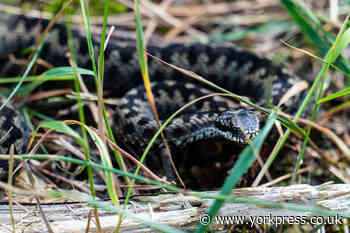 Snake warning to pet owners on Strensall Common