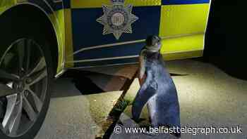 Police pick up penguin spotted ‘plodding’ up village street