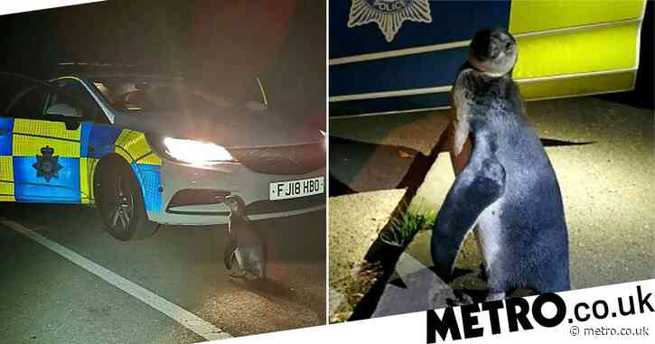 Police pick up a penguin found waddling in the road
