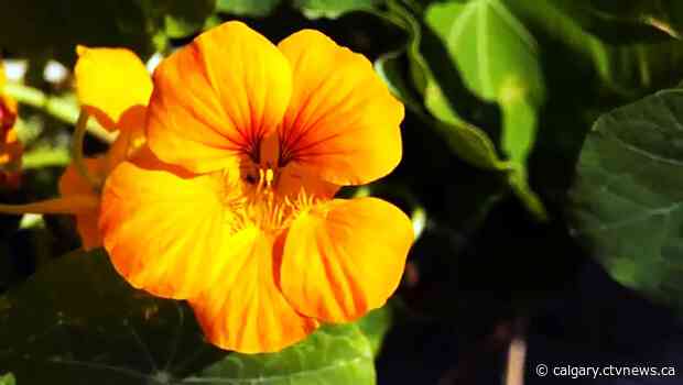 Edible garden grows a food forest and gathering place in Silver Springs