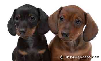 One in four dogs bought during lockdown could be from puppy farms