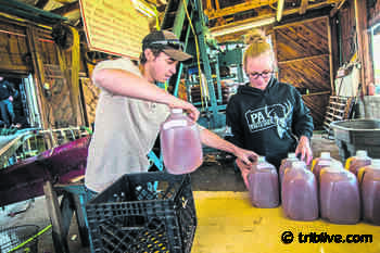 Export's Ethnic Food & Music Fest a go; Delmont's Apple'n Arts Festival, Pilgrimage canceled - TribLIVE