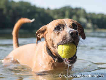 Vorsicht Sommer – diese Gefahren gibt es für Hunde - Landkreis Aurich - Emder Zeitung - Emder Zeitung