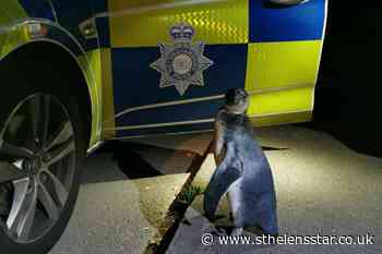 Police pick up penguin spotted 'plodding' up village street - St Helens Star