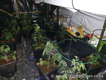 Cannabis plants seized after drugs raid in Bromley Cross - The Bolton News