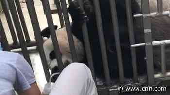 National Zoo's giant panda got an ultrasound. This is what the vets saw