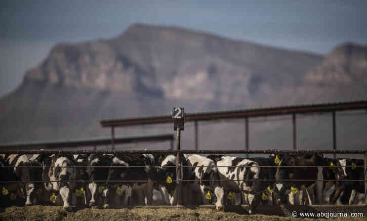 Virus shakes dairies, but outlook is improving