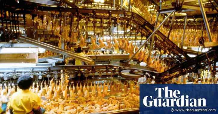 From farm to factory: the unstoppable rise of American chicken